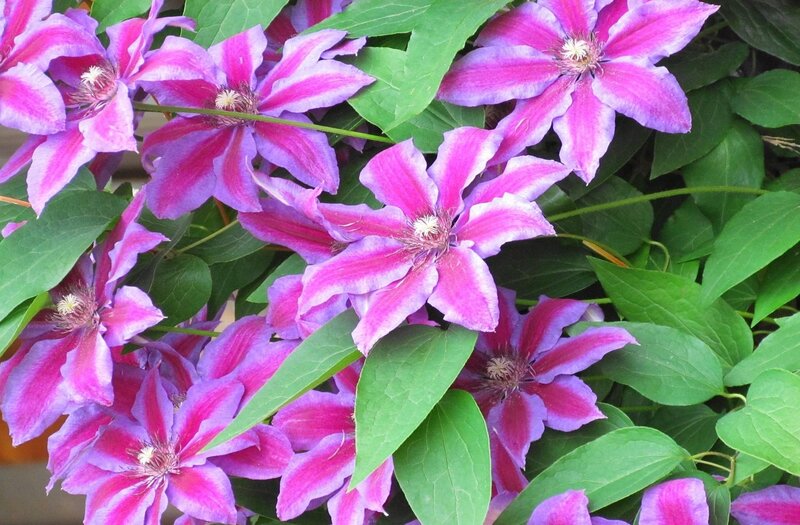 purple clematis flowers