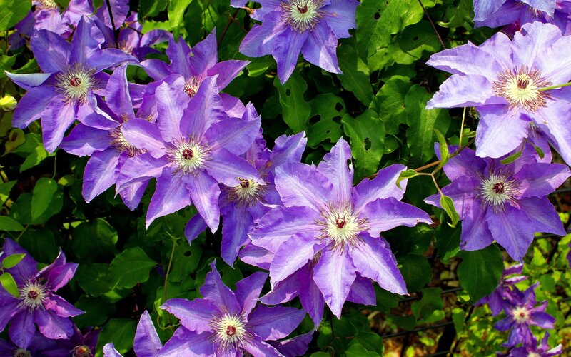 Purple Clematis Flowers — Vibrant, Summer, Photograph