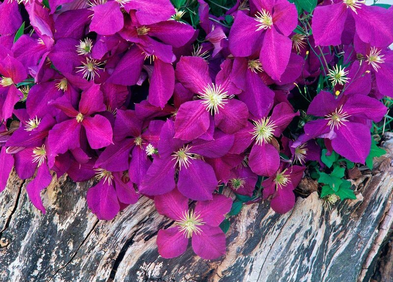 Purple Clematis Flowers — Vibrant, Summer, Photograph, Wooden Surface