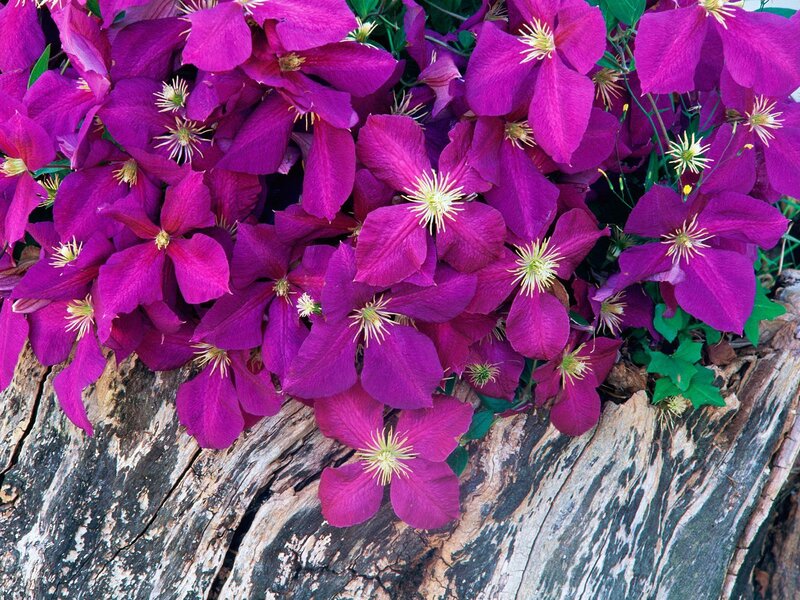 Purple Clematis Flowers — Vibrant