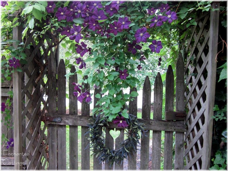 Purple Clematis on Gate