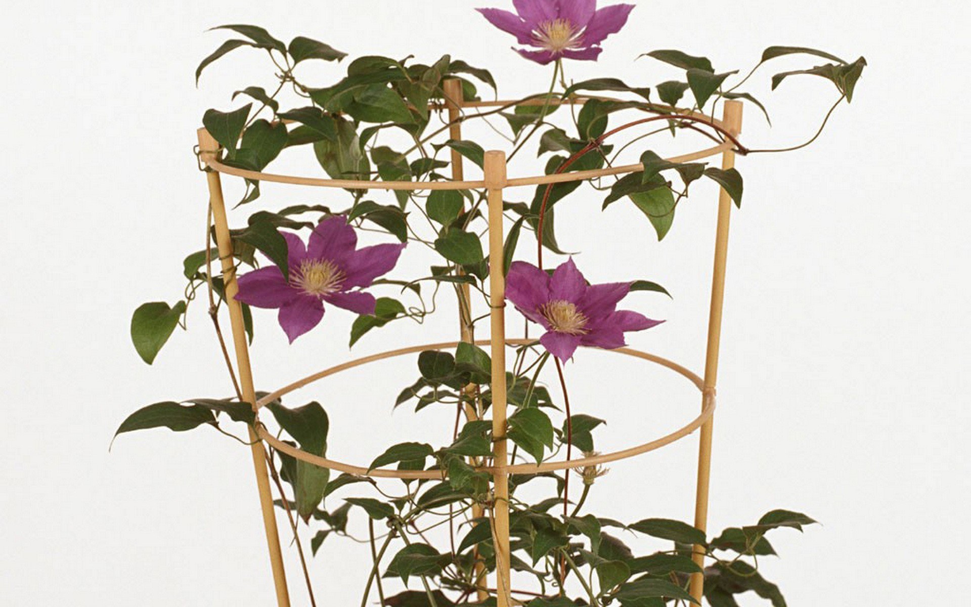 purple clematis on trellis