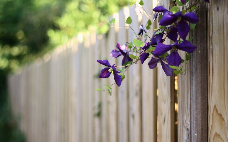 purple clematis on wooden fence