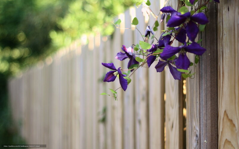 Purple clematis on wooden fence