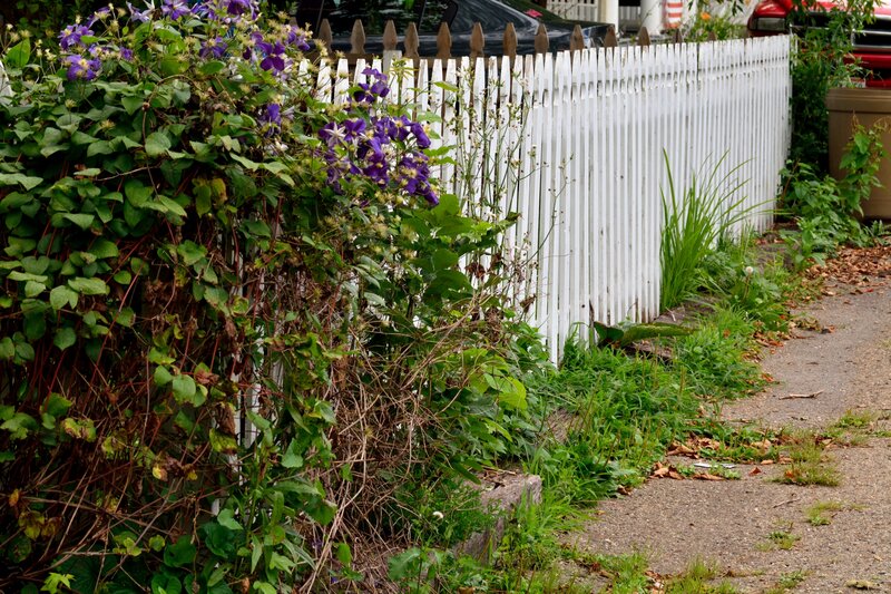 Purple Clematis Vines