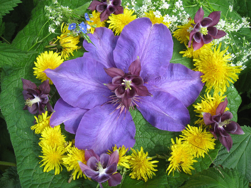 purple clematis with dandelions