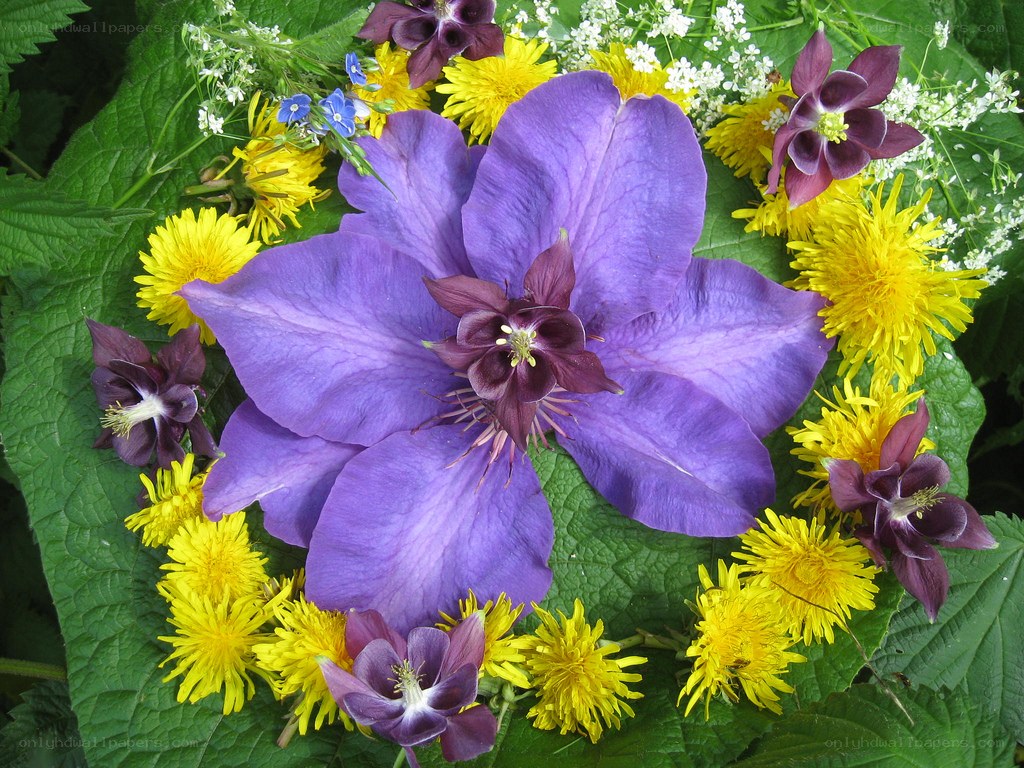 purple clematis with dandelions