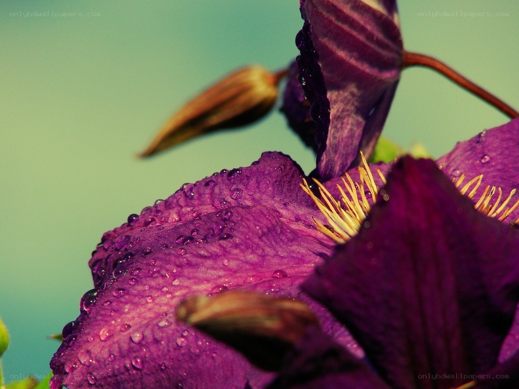 Purple clematis with dew drops