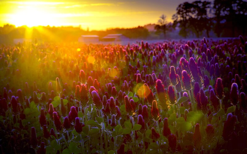 Purple Clover Field