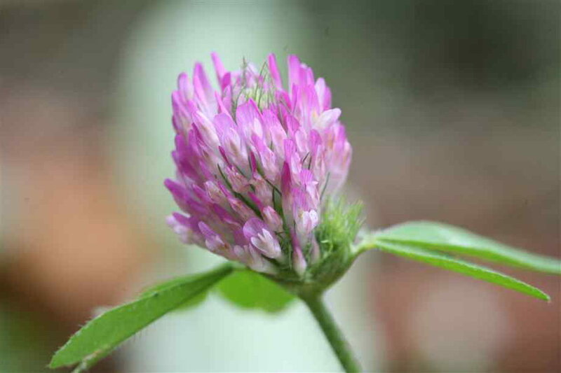 Purple Clover Flower — Calm