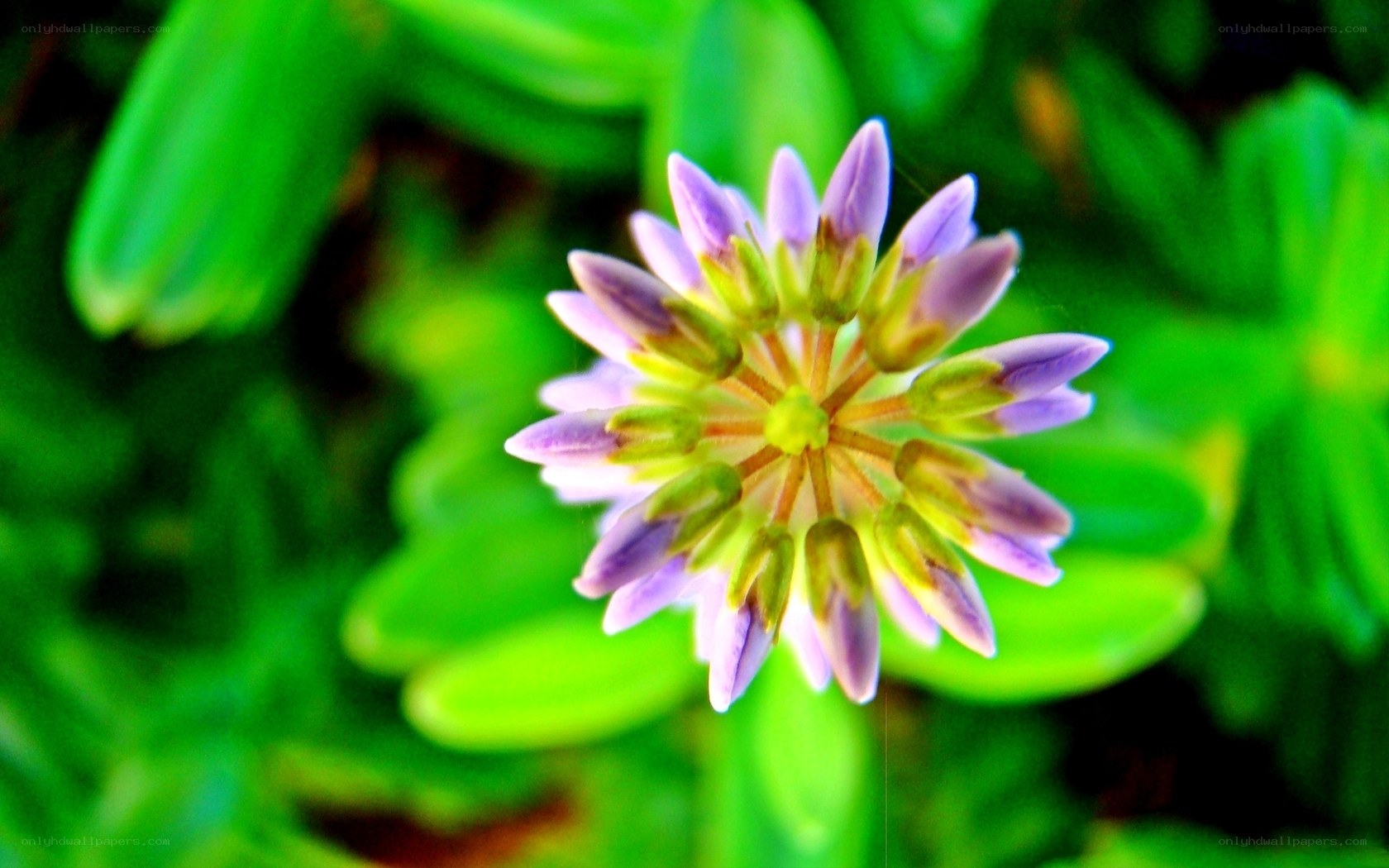 Purple clover flower close-up