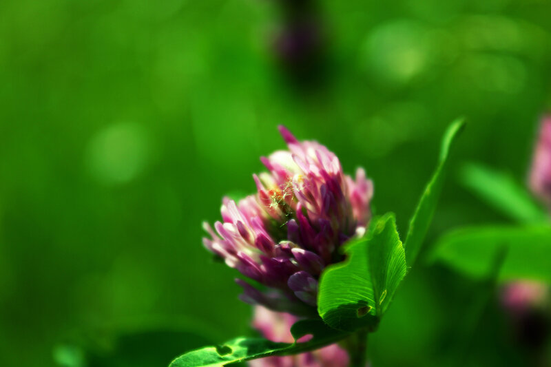 Purple Clover Flower — Green, Serene
