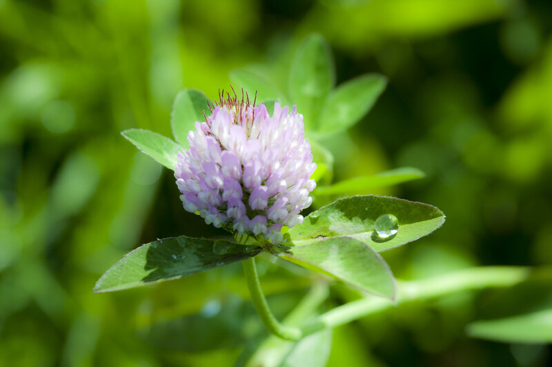 Purple Clover Flower — Green