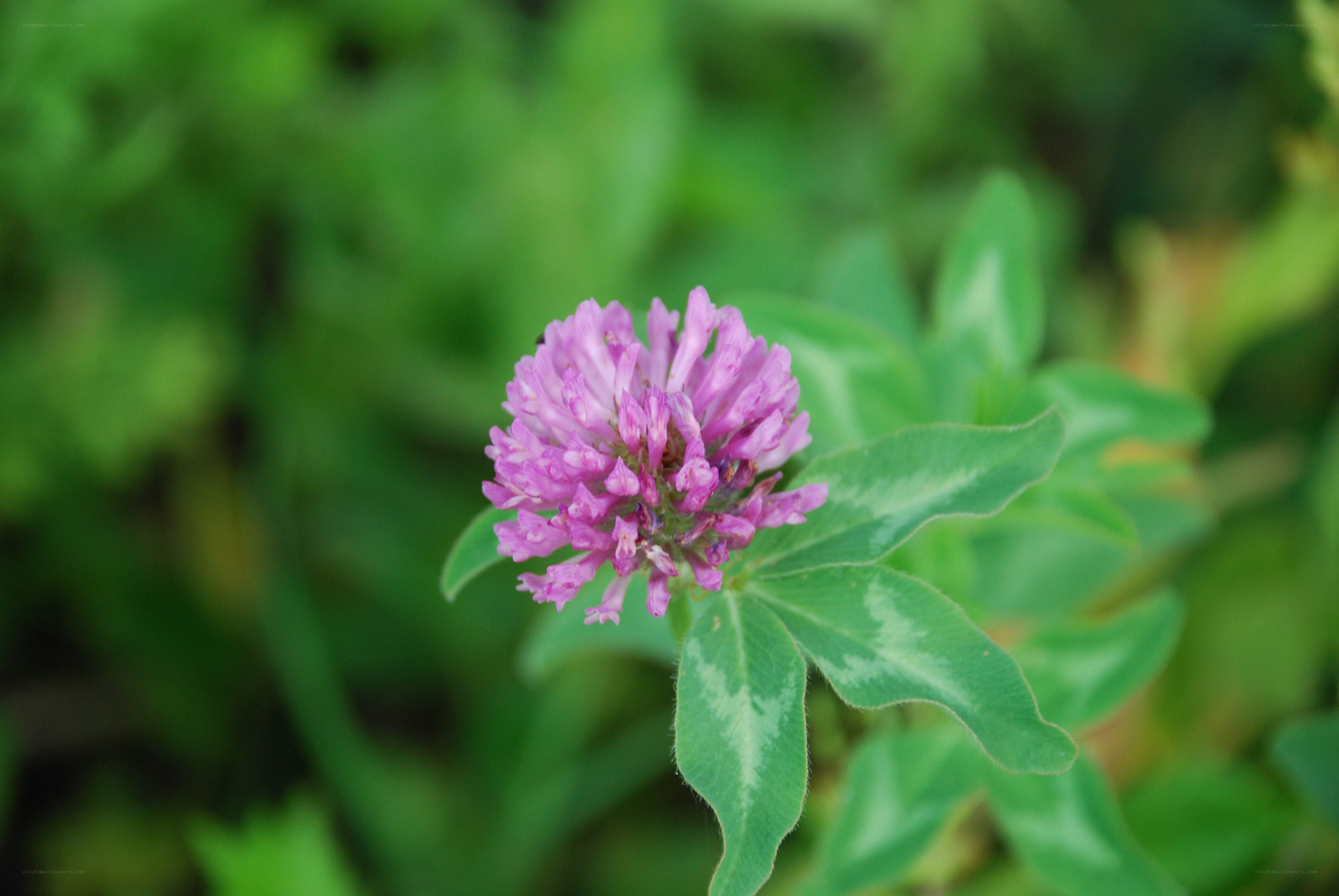 purple clover flower in bloom