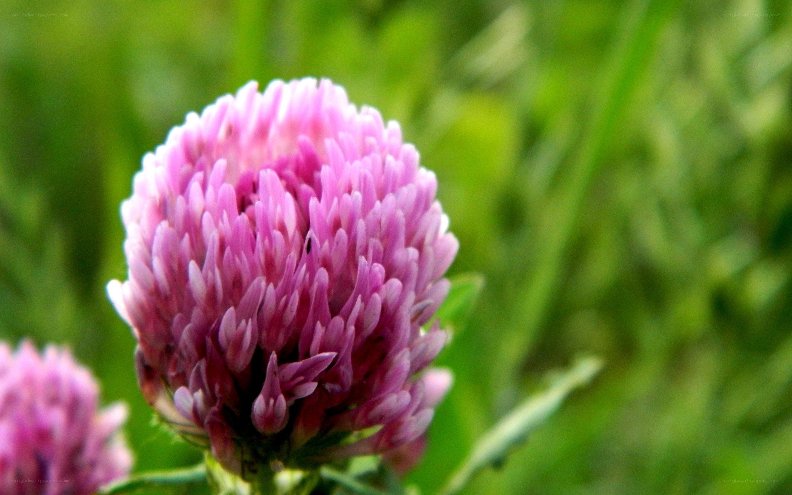 purple clover flower in bloom
