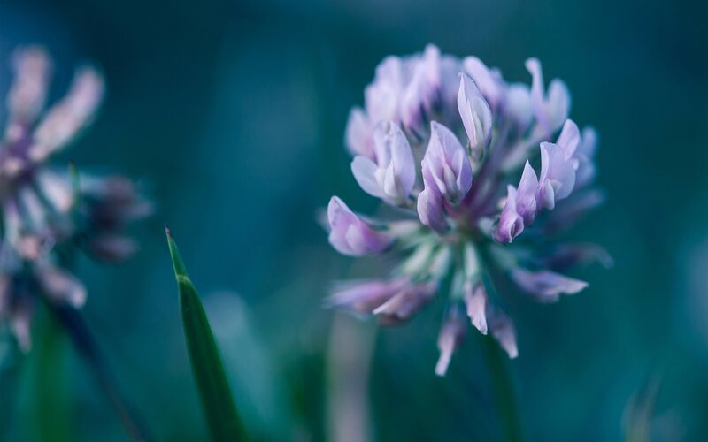 Purple clover flower in focus