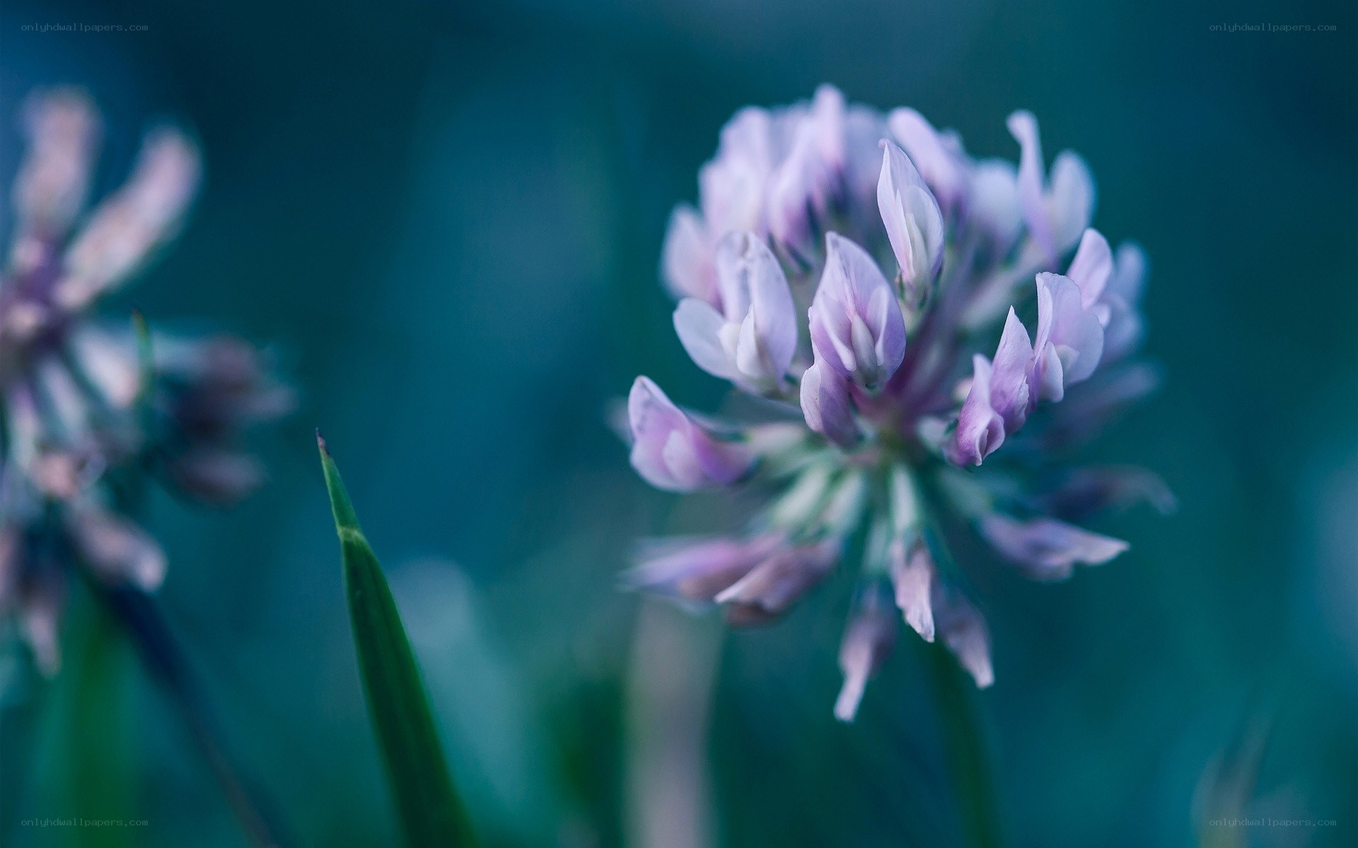 Purple clover flower in focus