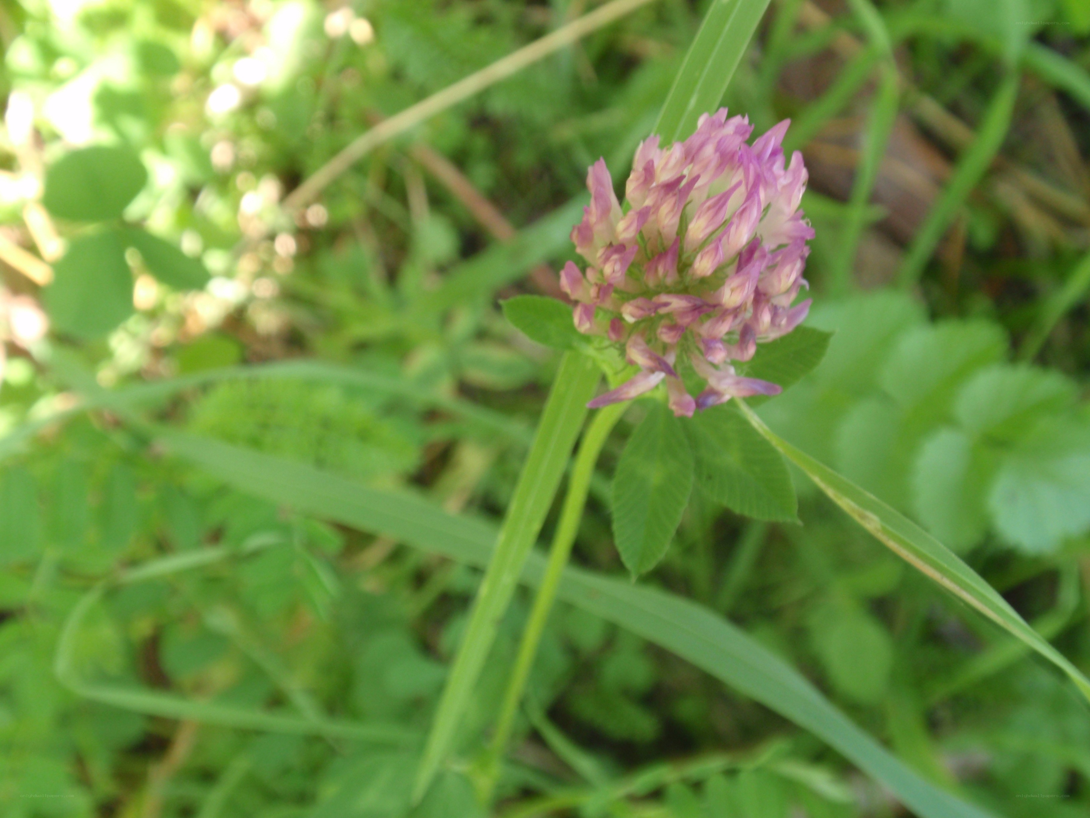 purple clover flower in grass