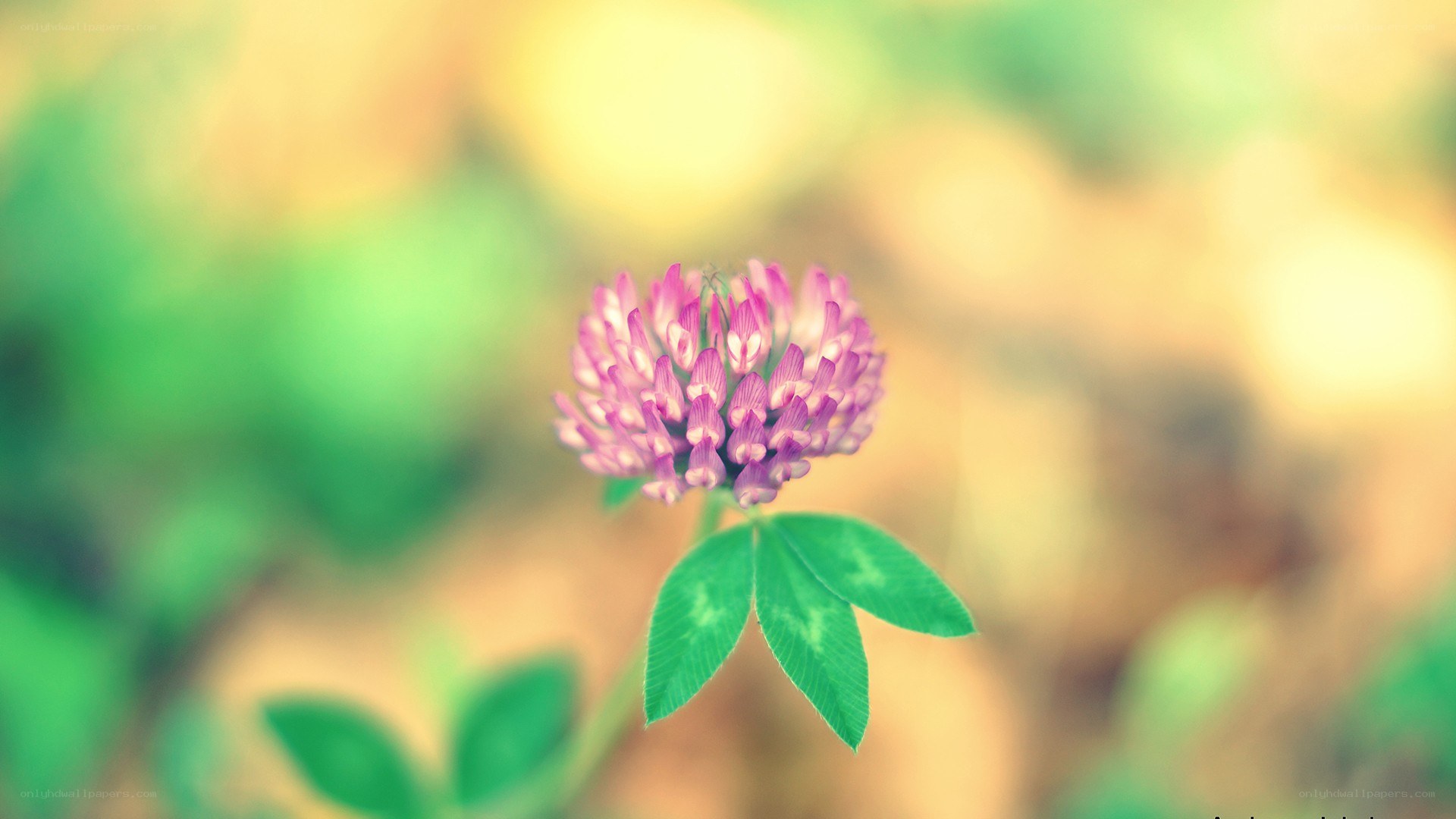 purple clover flower in sunlight