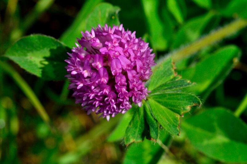 Purple Clover Flower — Natural