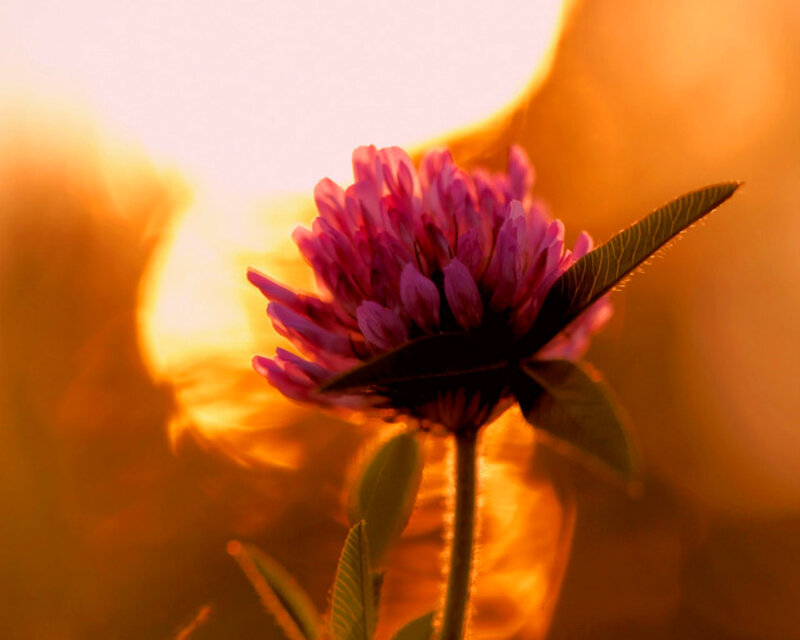Purple Clover Flower — Pink, Serene