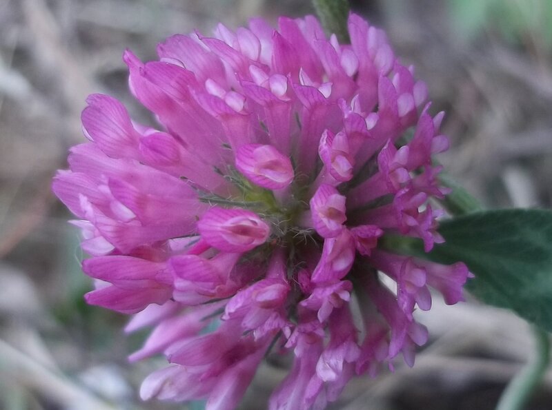 Purple Clover Flower — Pink