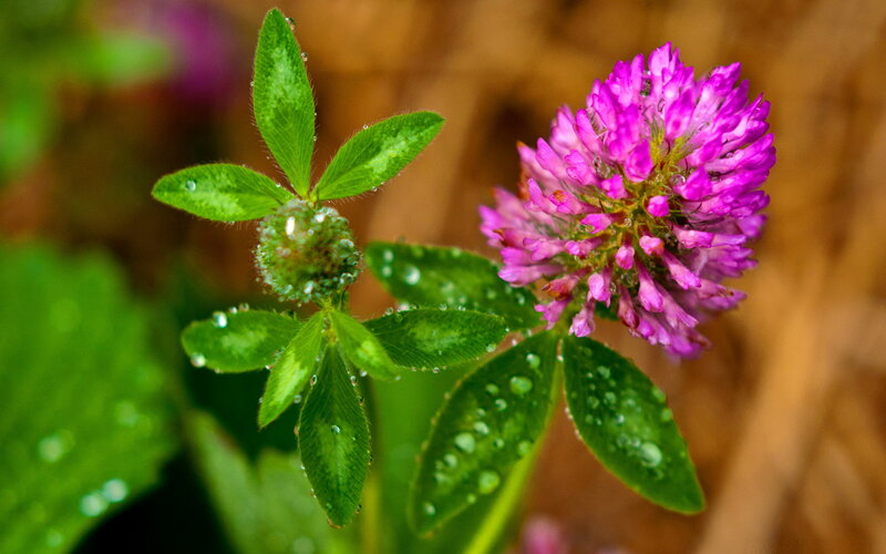 Purple Clover Flower — Serene, Morning