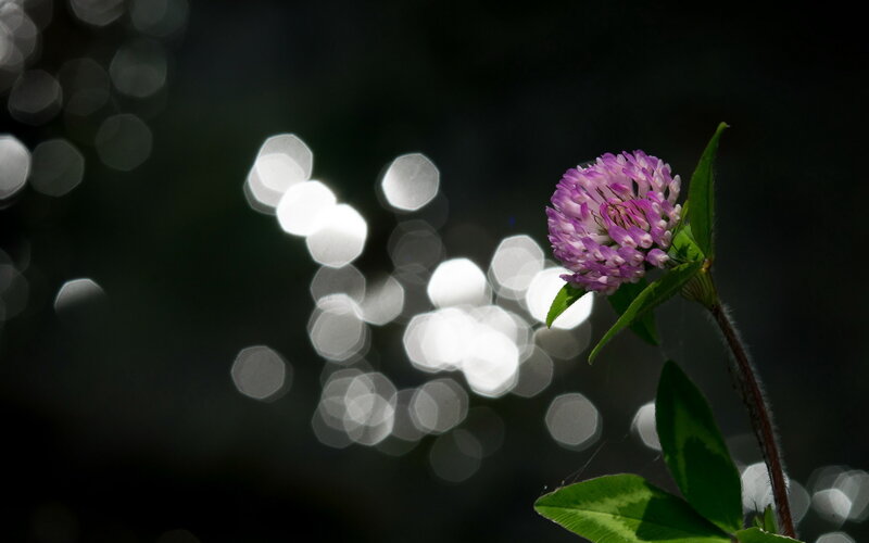 Purple Clover Flower — Serene, Photograph