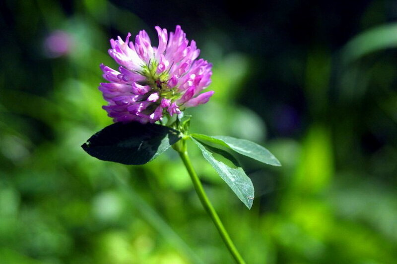 Purple Clover Flower — Serene
