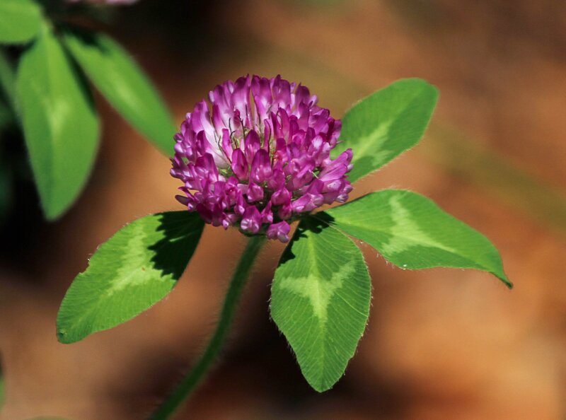 purple clover flower