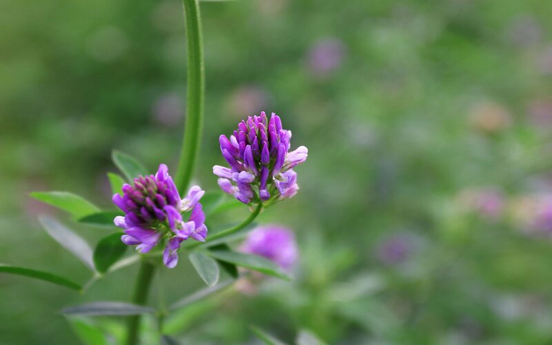 Purple Clover Flowers — Calm, Spring