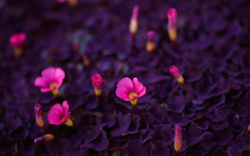 Purple Clover Flowers — Calm