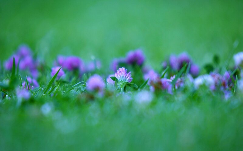 Purple Clover Flowers — Green, Serene, Spring