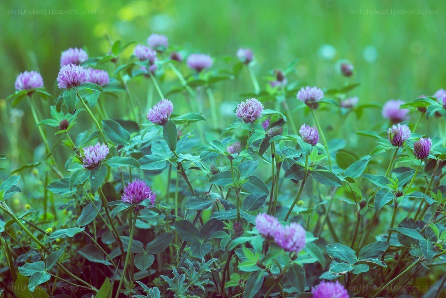 purple clover flowers in a field