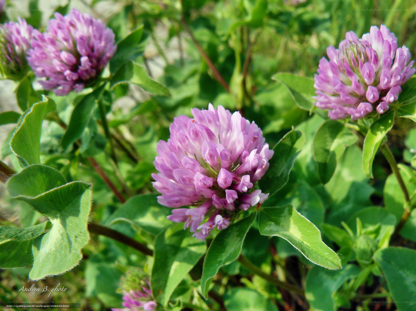 Purple clover flowers in bloom