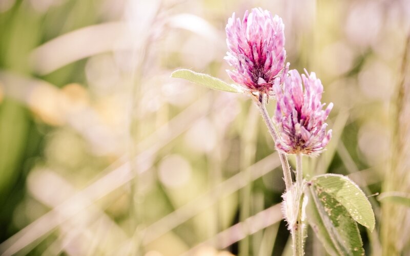 Purple clover flowers in sunlight