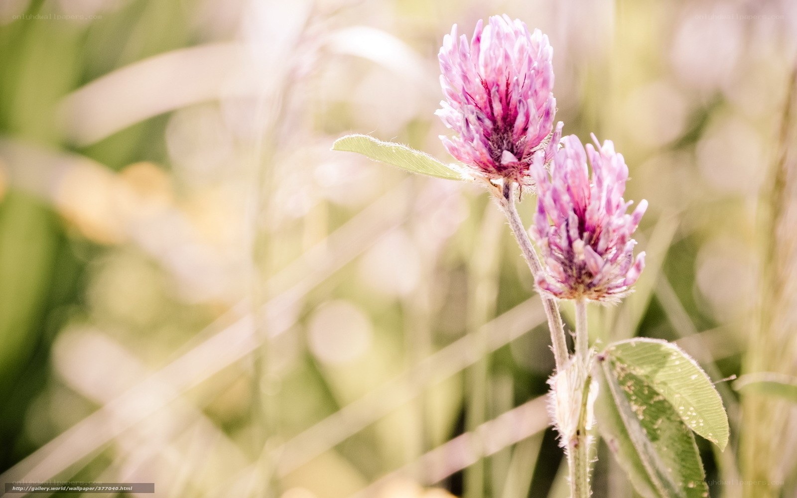 Purple clover flowers in sunlight