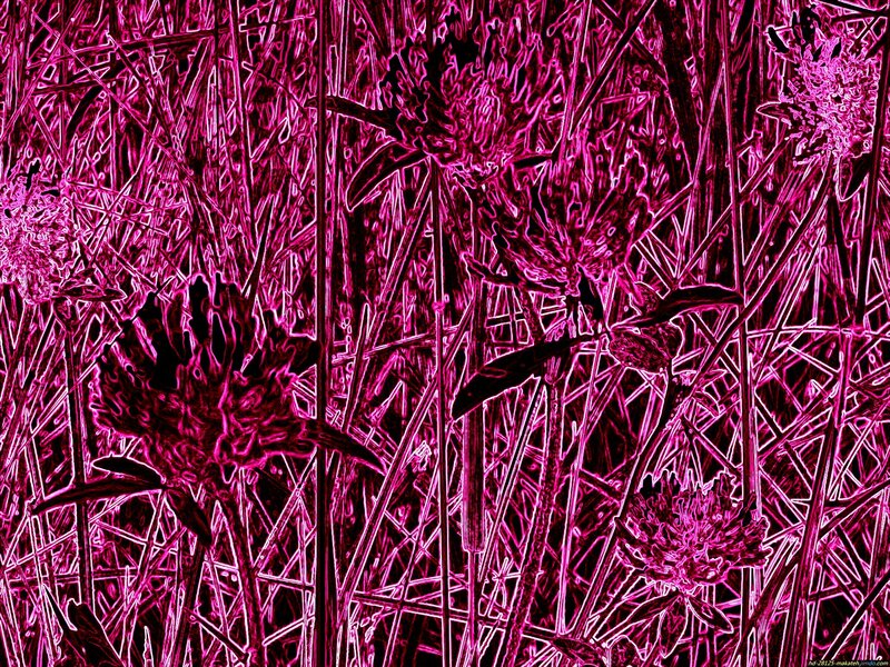 Purple Clover Flowers — Magenta