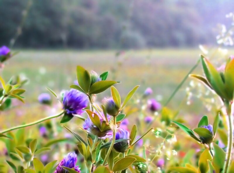 Purple Clover Flowers — Serene, Afternoon