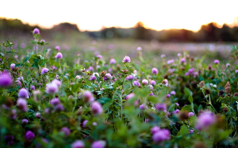 Purple Clover Flowers — Serene, Sunset