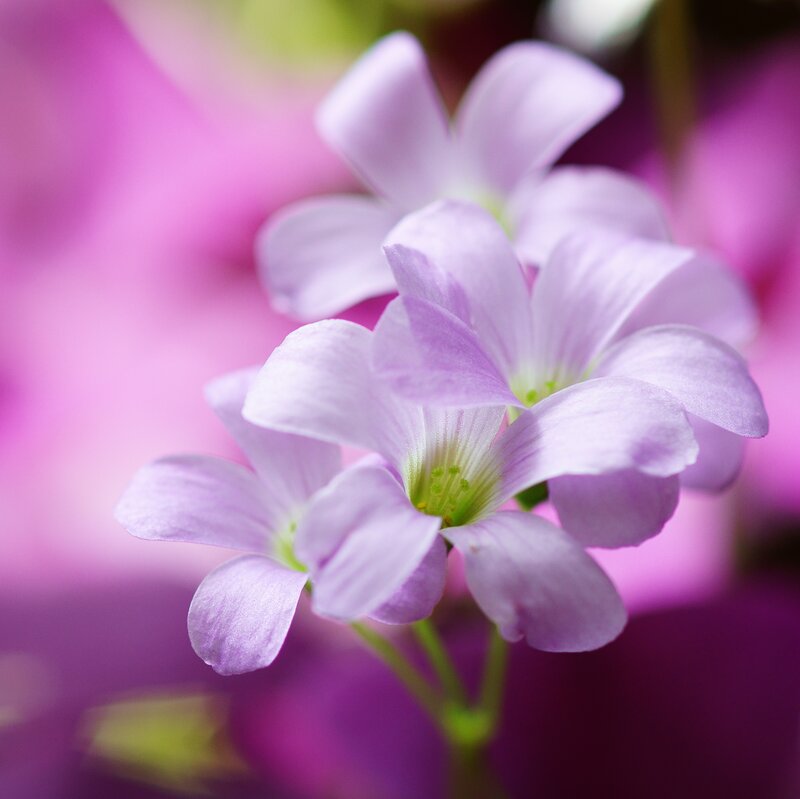 Purple Clover Flowers — Serene