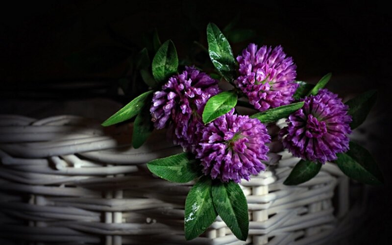 Purple Clover Flowers