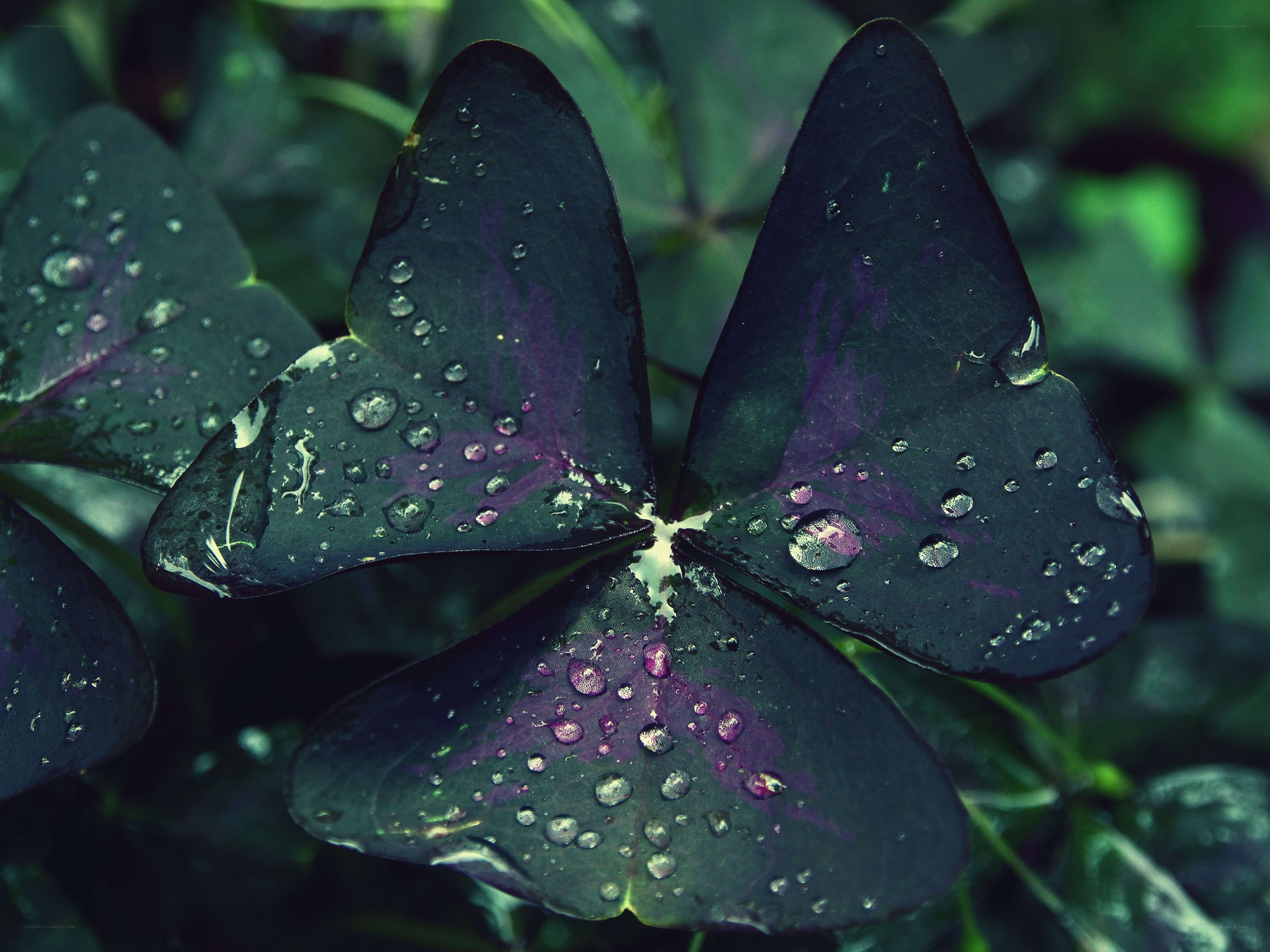 Purple clover with water droplets