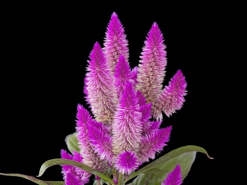 Purple Cockscomb Flower — Dramatic, Photograph