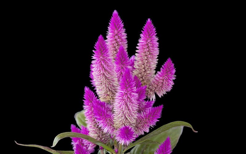 Purple Cockscomb Flower — Dramatic