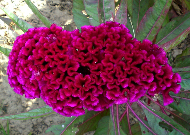 Purple Cockscomb Flower — Natural