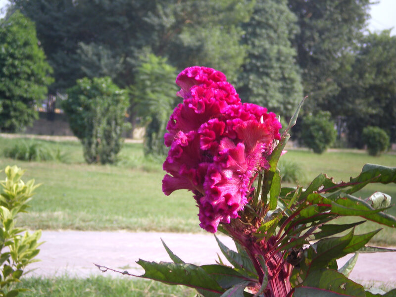Purple Cockscomb Flower