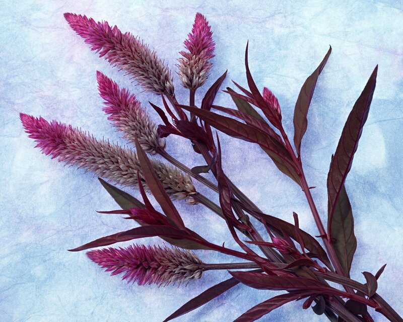 Purple Cockscomb Flowers — Calm