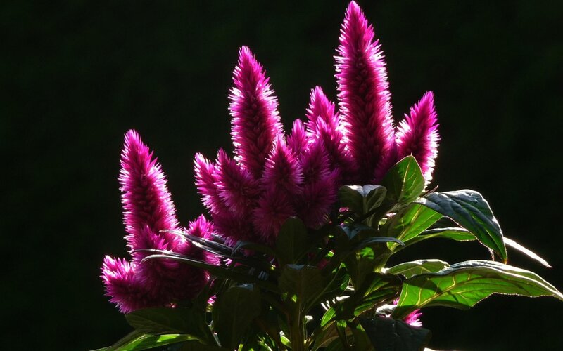 Purple Cockscomb Flowers — Dramatic