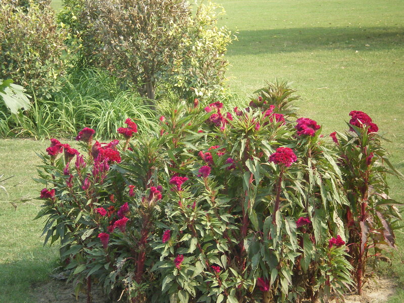 Purple Cockscomb Flowers — Green